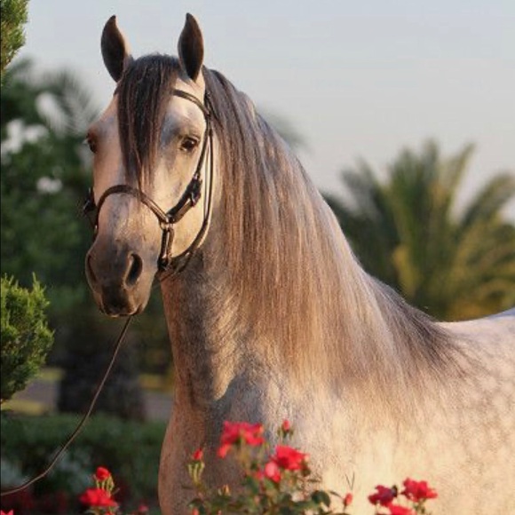 Meet your Posher, Vanne 🌸 - Picture 2 of 2